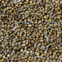 Adisha whole Bajra Millet 500gm