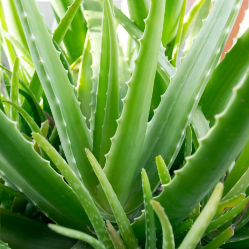 BABY TVÄTTSERVTTER ALOE VERA BE FRESH BABY TVÄTTSERVTTER ALOE VERA BE FRESH