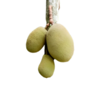 Jack Fruit