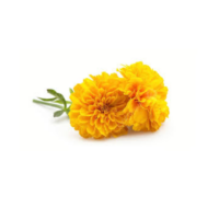 Marigold Flower