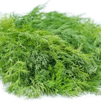 Fresh Dill