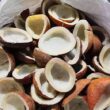coconutr dry